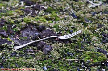 IMG_ (11606)
